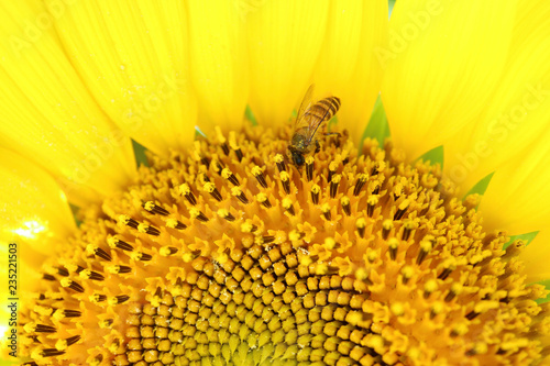 Closed up half image of a full bloom Sunflower with a little bee collecting nectar 