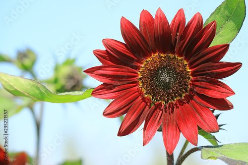 Fototapeta Naklejka Na Ścianę i Meble -  Closed Up Blooming Deep Red Sunflower Against Sunny Blue Sky 