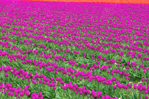 USA, Washington State, Skagit Valley, tulip field