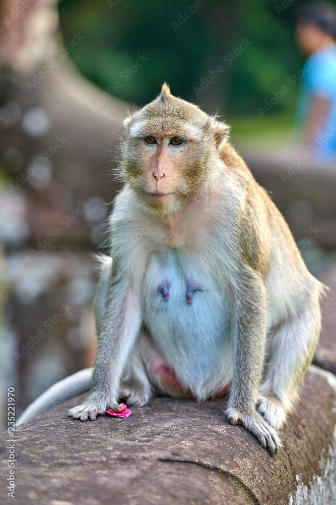 A long-tailed macaque monkey seated on a rock near Angkor Wat, Cambodia in the background is a green blurred landscape