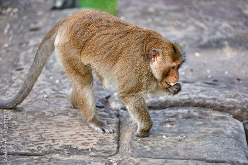 A long-tailed macaque monkey seated on a rock near Angkor Wat  Cambodia in the background is a green blurred landscape