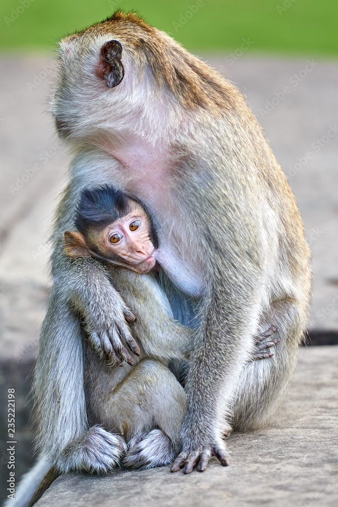 Naklejka premium A long-tailed macaque monkey , nursing her child near Angkor Wat, Cambodia in the background is a green blurred landscape