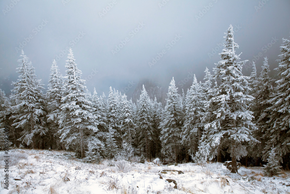 Fototapeta premium Trees covered with hoarfrost and snow in winter mountains - Christmas snowy backgroundic holiday background