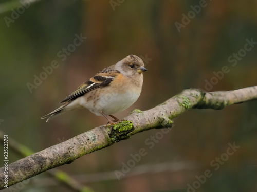 Brambling, Fringilla montifringilla © Erni