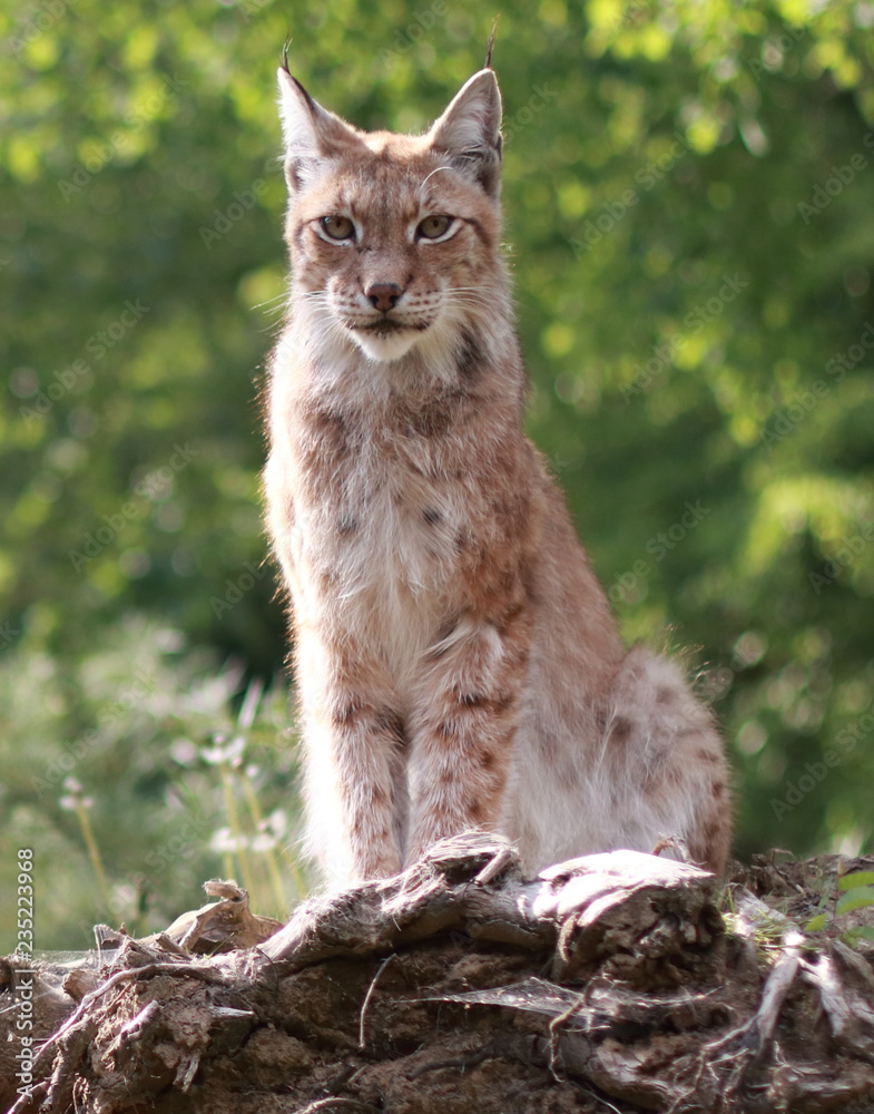 Obraz premium lynx