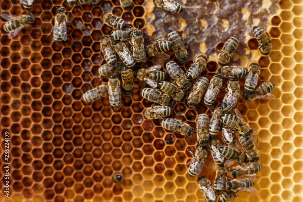 close up honeycomb in wooden frame with bees on it. Apiculture concept close up honeycomb in wooden frame with bees on it. Apiculture concept