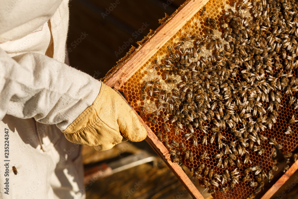 closeup hands of beekeeper hold wooden frame with honeycomb. Collect honey. Beekeeping concept closeup hands of beekeeper hold wooden frame with honeycomb. Collect honey. Beekeeping concept
