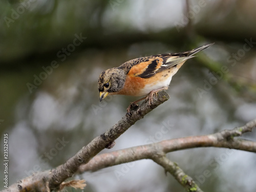 Brambling, Fringilla montifringilla photo