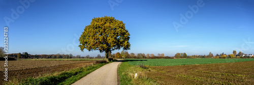Lonely tree in Dutch agricultural landscape