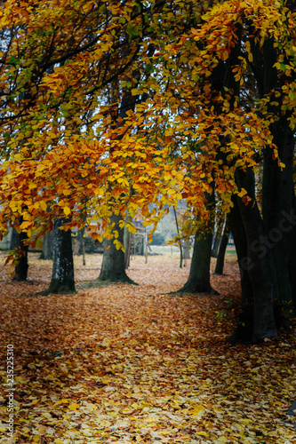 autumn landscape - yellow beech trees