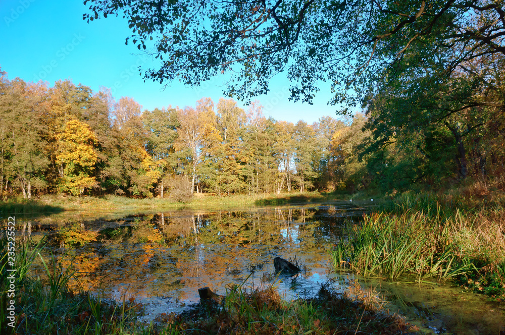 Obraz premium Lake of the Forest. Autumn forest. Autumn in the Park. Yellow and red leaves on trees in autumn. A forest road.