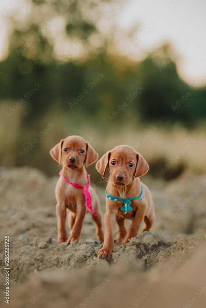 portrait of two small cute puppy Hungarian pointing dog, vizsla stay on sand. field on background