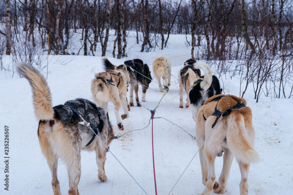 Husky time with very active movements in snow and polar ice environment