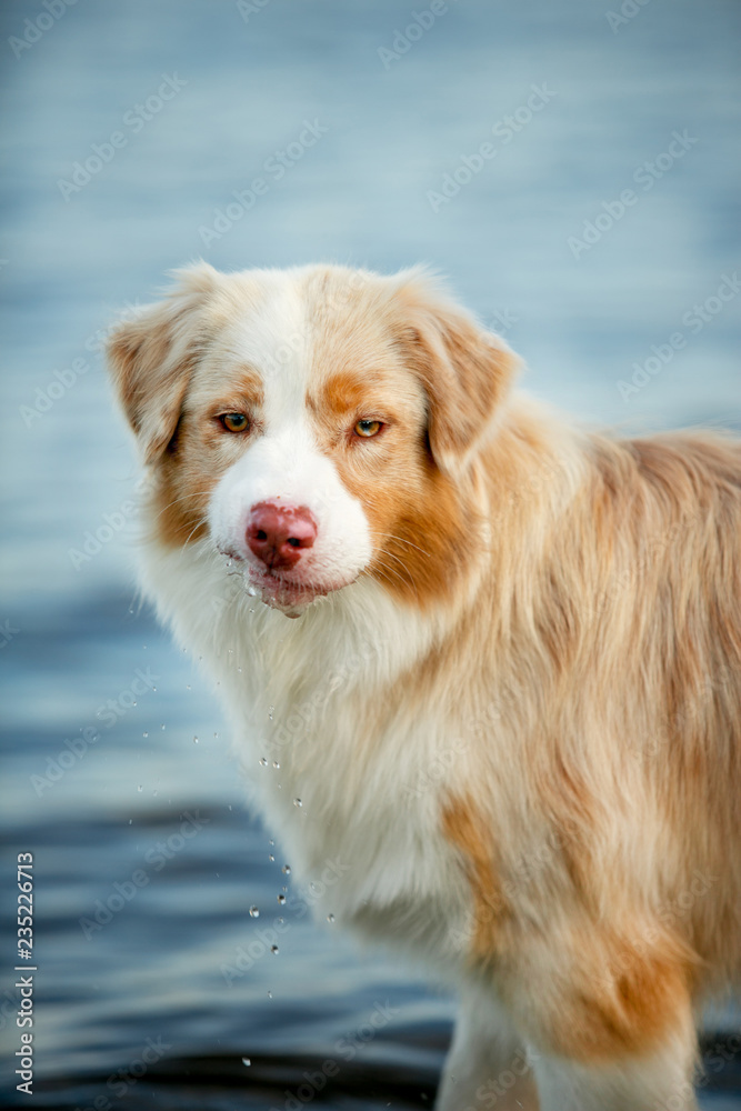 close Portrait of Australian shepherd dog stay on water