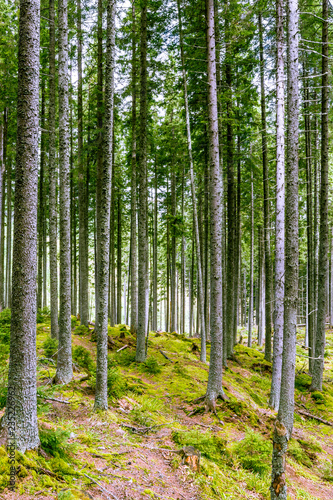 Beautiful pine forest.