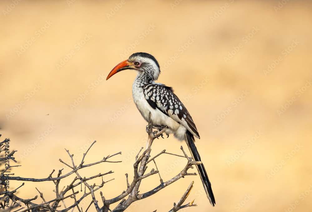 Fototapeta premium Full body profile portrait of Southern Yellow-Billed Hornbill, Tockus leucomelas, in selective focus perched on branch
