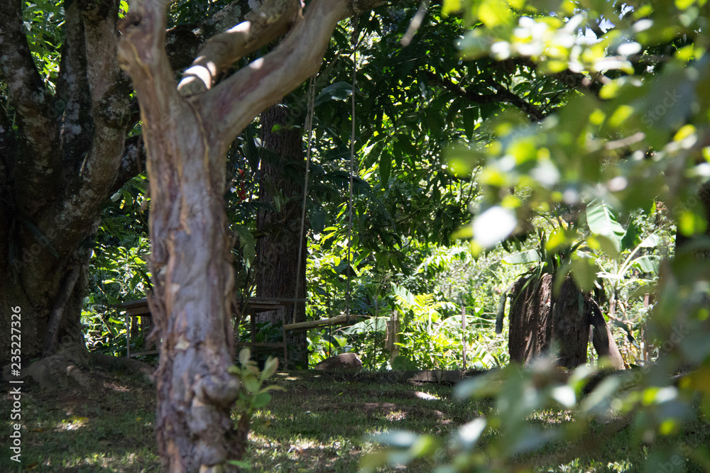 Fototapeta premium tree in forest