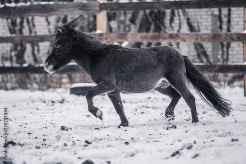 Gray Shetland pony walks in snow covered pen in winter