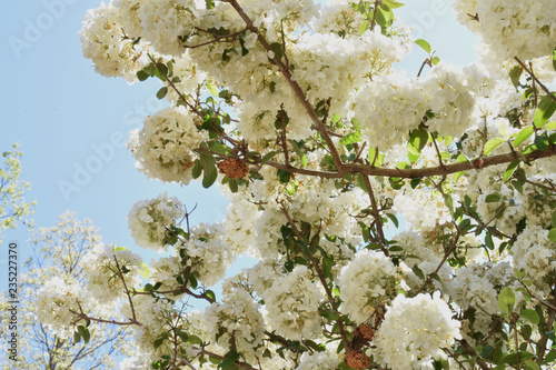 Botanical 1