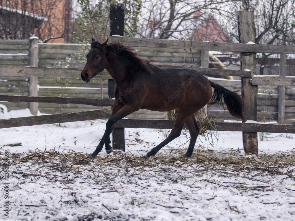 Young bay horse walks in snow covered pen in winter Young bay horse walks in snow covered pen in winter