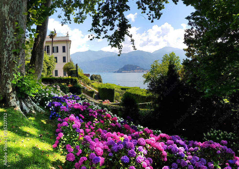 Pink, blue, violet, purple hydrangea flower in park along the shore of lake Como, Menaggio, Italy