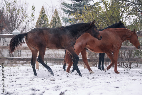 A small herd of horses walks in the snow-covered pen in winter