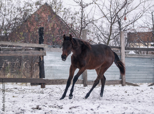 Wallpaper Mural Young bay horse walks in snow covered pen in winter Torontodigital.ca