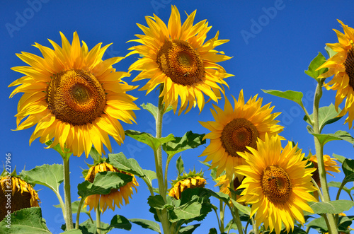 Fototapeta Naklejka Na Ścianę i Meble -  Young sunflowers bloom in field against a blue sky