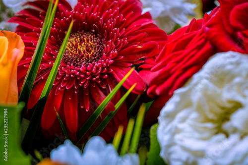 Beautiful red gerbera (close up) photo