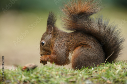 Red Squirrel in the forest on a winter day