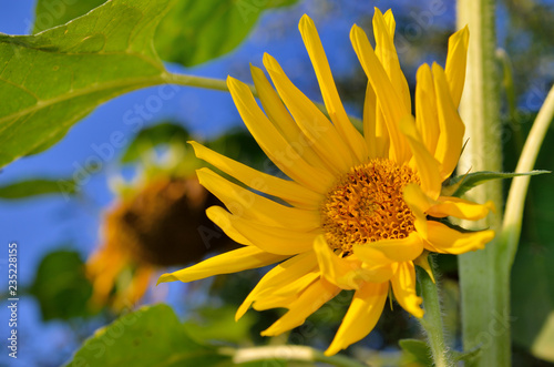 Fototapeta Naklejka Na Ścianę i Meble -  Young sunflowers bloom in field against a blue sky