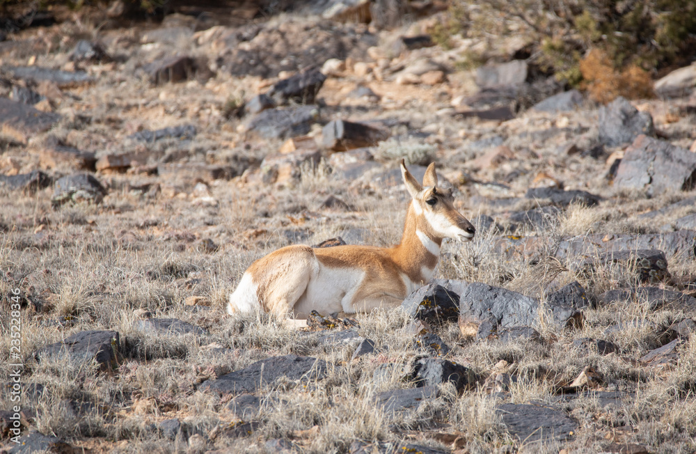 Naklejka premium Pronghorn Antelope in Western Colorado