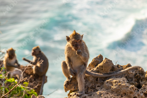 Monkey sitting on the edge of ocean cliff in Bali Concept of wild nature. Indonesia.