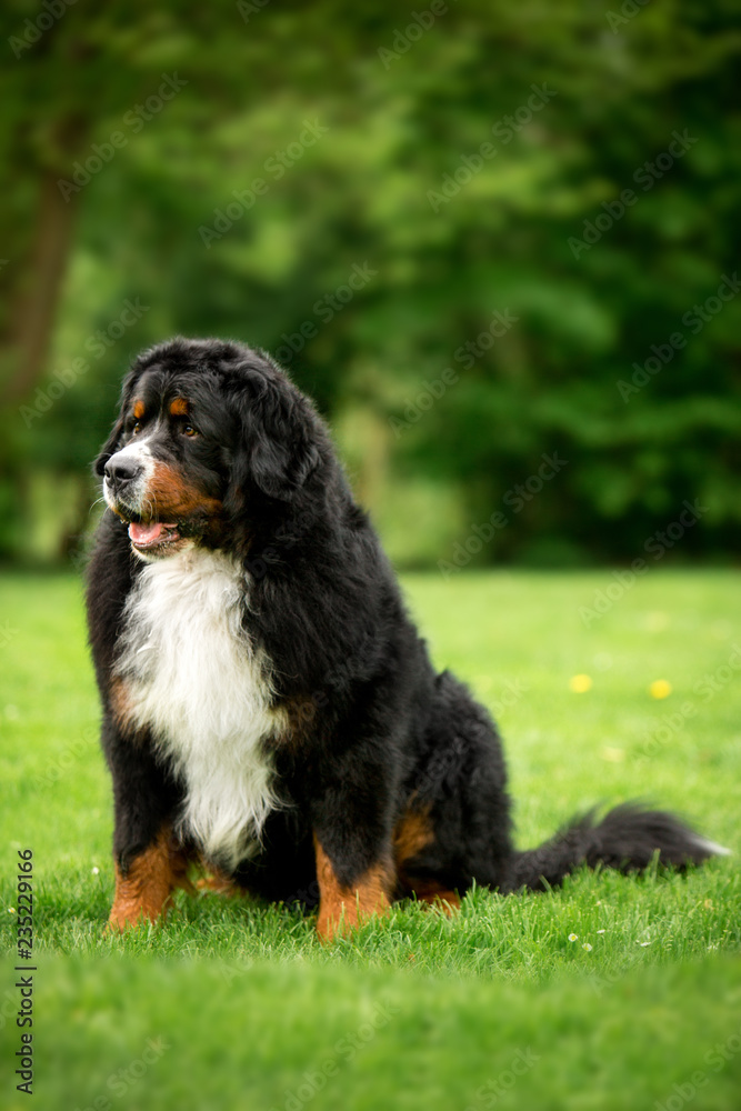 funny portrait Bernese mountain dog sit on grass. green park on background