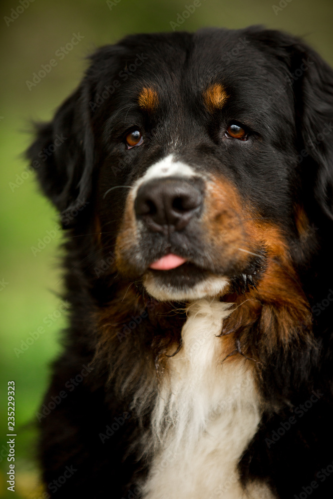 close portrait Bernese mountain dog look ahead. green on background