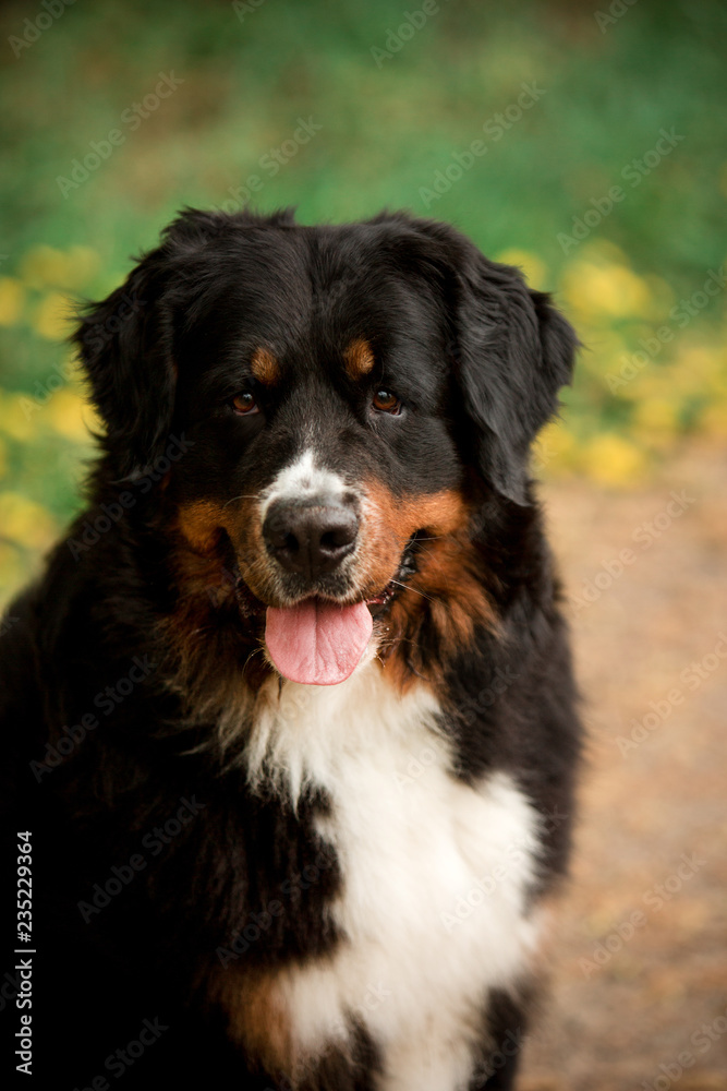 close portrait Bernese mountain dog look ahead. green and flowers on background