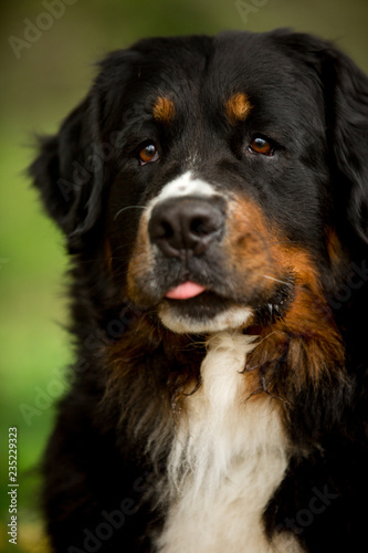 close portrait Bernese mountain dog look ahead. green on background