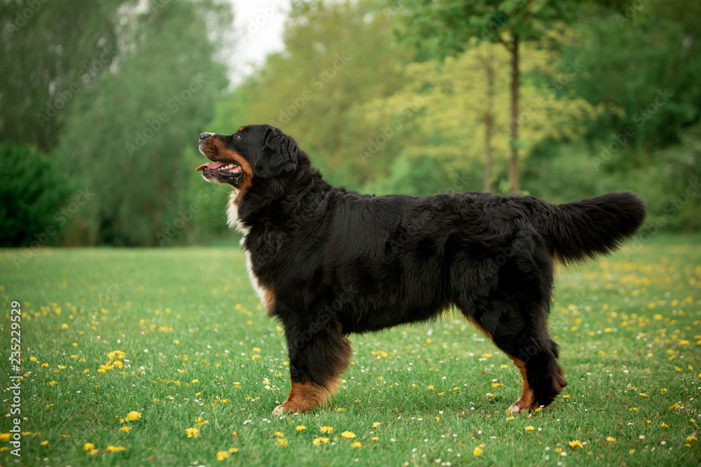 Bernese mountain dog stay on grass . green trees and flowers on background