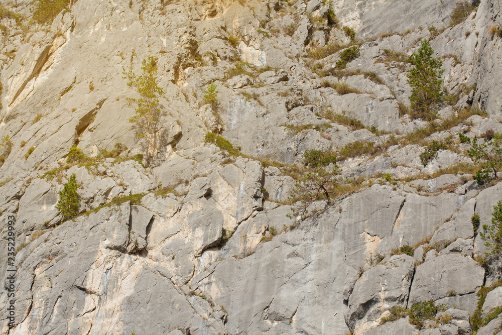 Fototapeta premium The texture of the stone on the rock in Sunny weather. Coniferous trees grow on the rocks. Green vegetation on the stone surface. The Altai mountains.