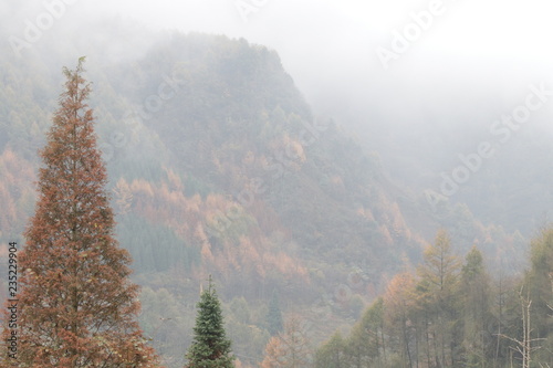 Scenery of the Mountainside in Autumn   when the leaves turn to be Yellow and the mist cover all the area