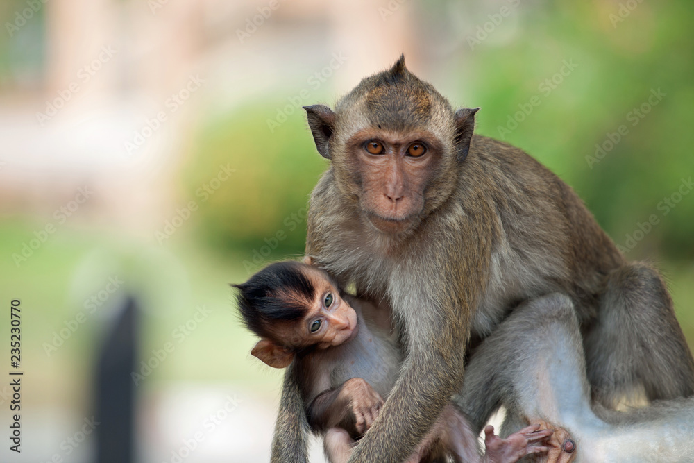 Fototapeta premium 可愛いサル 