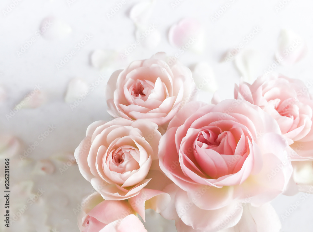 Pink roses isolated on white background. Perfect for background greeting cards and invitations of the wedding, birthday, Valentine's Day, Mother's Day. Pink roses isolated on white background. Perfect for background greeting cards and invitations of the wedding, birthday, Valentine's Day, Mother's Day.
