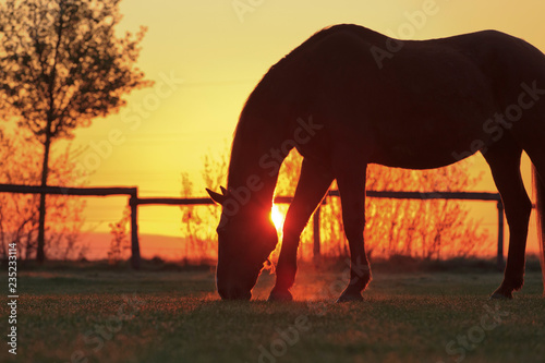 Fototapeta Naklejka Na Ścianę i Meble -  Pferd im Sonnenaufgang