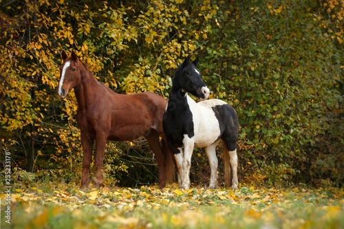 Pferde im Herbstlaub