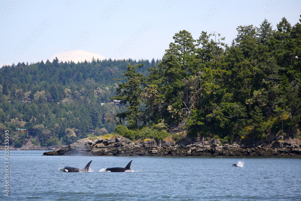 Φωτογραφία Pod of Orca Killer Whales swimming off the coastline of Vancouver, British Colum