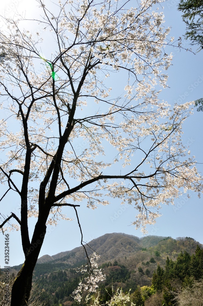 桜咲く鳥ノ胸山 桜咲く鳥ノ胸山