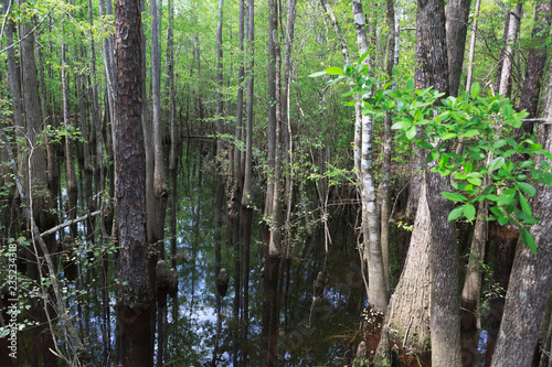 Cypress Stand on Blackwater River in Florida Panhandle photo