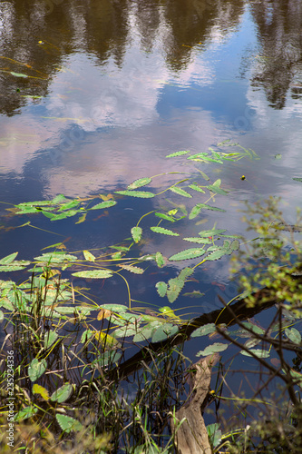 Fototapeta Naklejka Na Ścianę i Meble -  Colorful reflections and waterplant leaves floating on Blackwater River in the Florida Panhandle