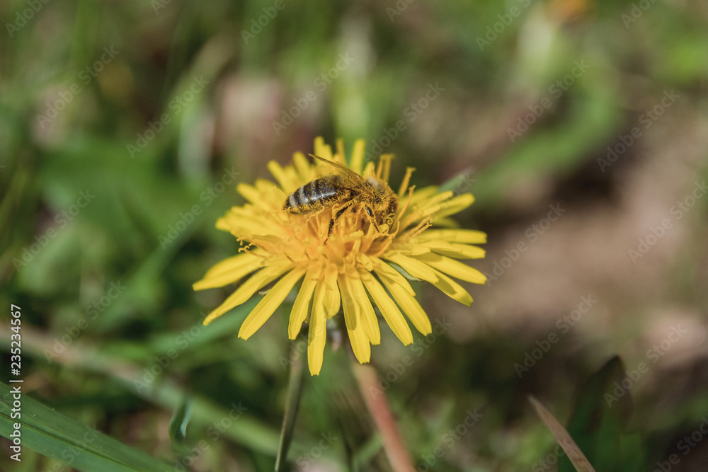 Bees Collect Nectar From Dandelions Bees Collect Nectar From Dandelions