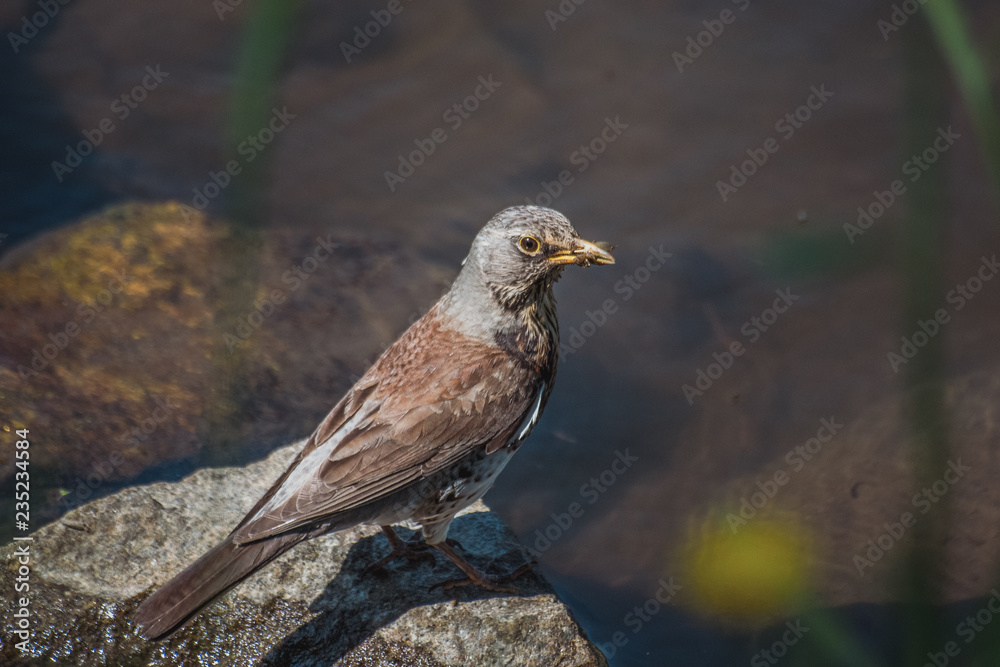 Northern Mockingbird With Insect In Beak Northern Mockingbird With Insect In Beak